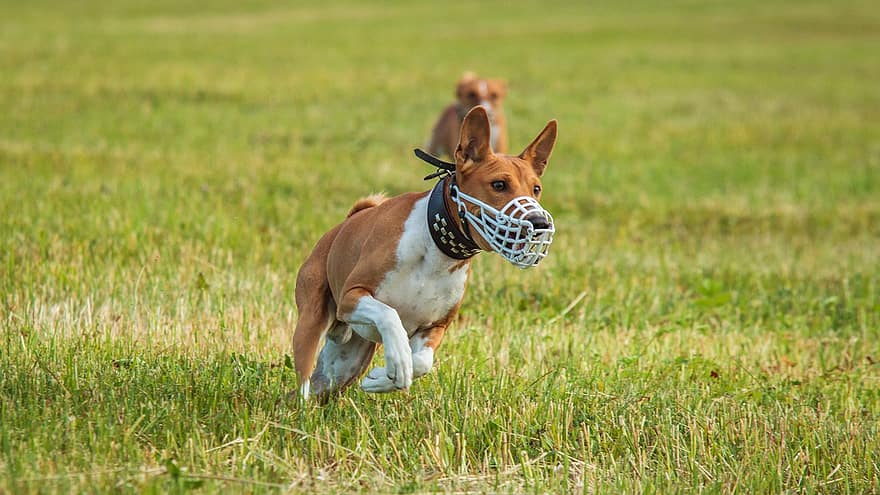 Basenji, perro, corriendo, campo, al aire libre, activo, animal, agilidad, atlético, canino, competencia