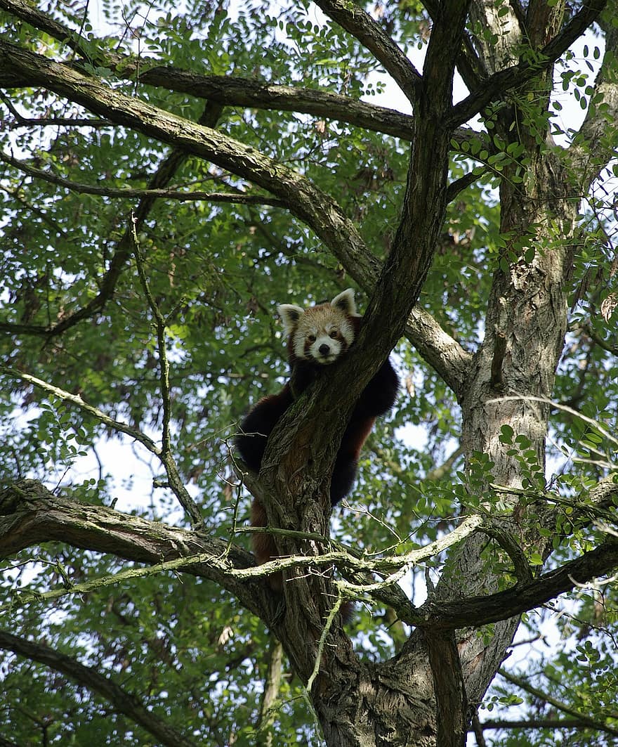 Красная панда, млекопитающее, дерево