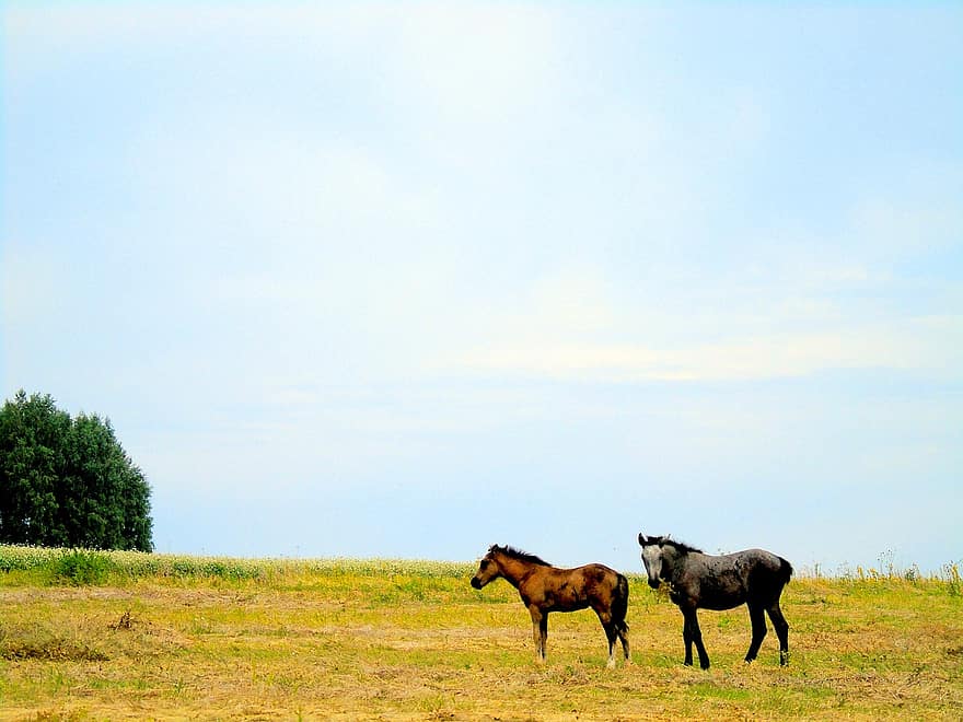 cavalls, parell, cavalls salvatges, mamífers, animals, món animal, pastures, camps, herba, prat, paisatge