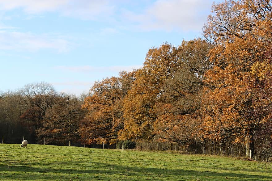 pemandangan, musim gugur, alam, jatuh, pohon, suasana hati, musim, cotswolds, bayangan, pertanian, Inggris