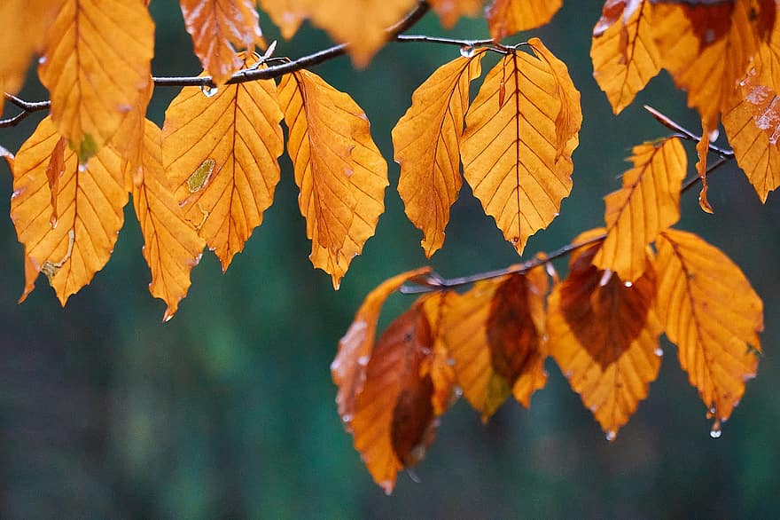 listy, Příroda, podzim, sezóna, les, venku, déšť, list, žlutá, strom, detail