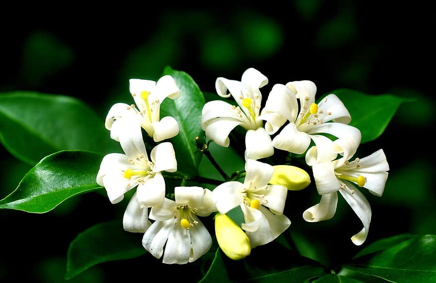 murraya paniculatas, ziedi, jasmines, balti ziedi, ziedlapiņām, baltas ziedlapiņas, lapas, zied, zieds, flora, tīkams