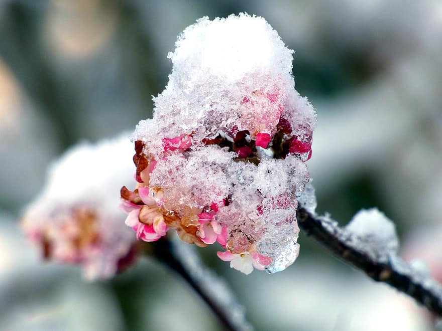 virág, növény, fagy, fagyott, jég, téli, hideg, hó, évszak, természet
