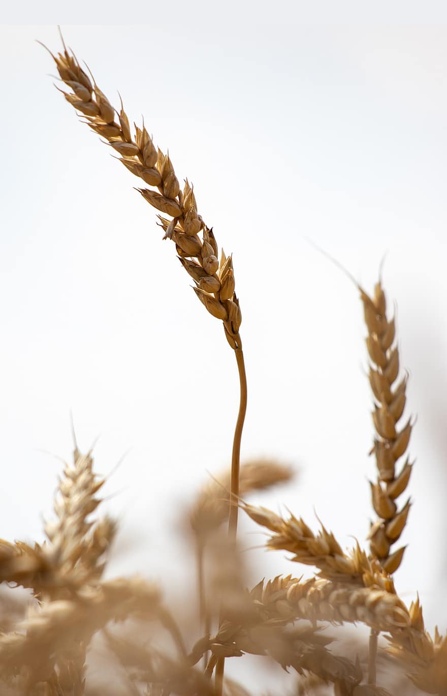 pšenice, pole, obilí, zemědělství, sklizeň, rostlina