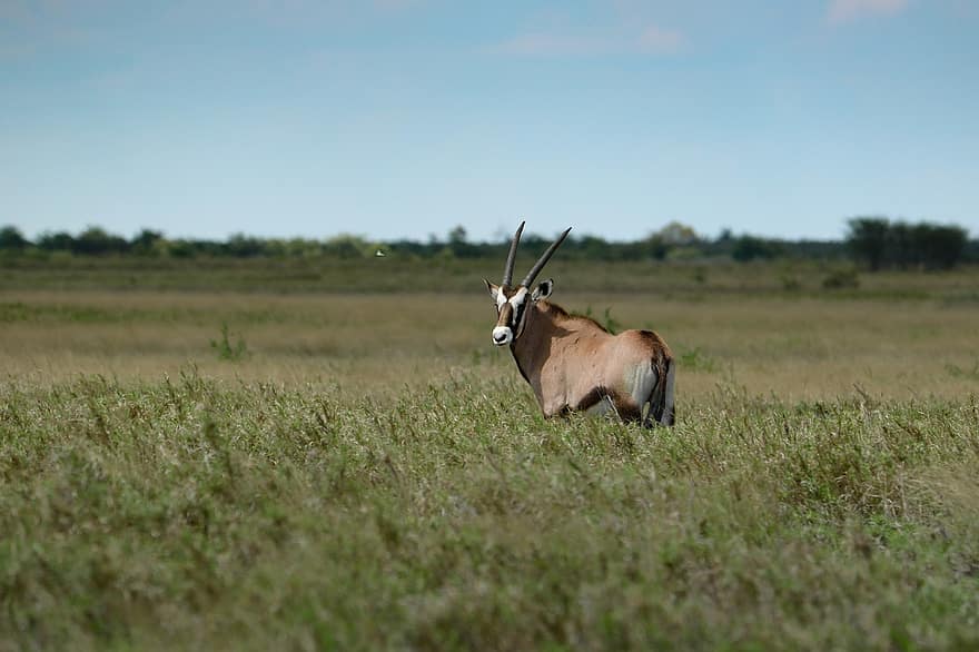oryx, gyvūnas, žinduolių, antilopė, Namibija, gazelė, ragai, gemsbok, laukiniai, laukinės gamtos, safari