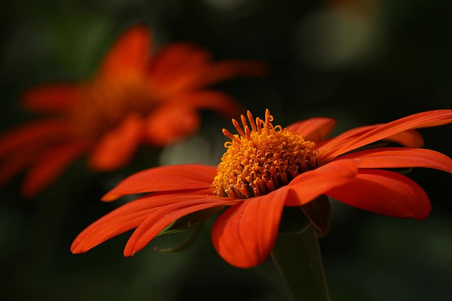Orange Flower, Flower, Petals, Bloom, Blossom, Flowering Plant, Ornamental Plant, Plant, Flora, Nature, Garden