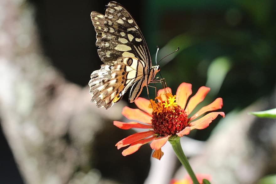 kelebek, çiçek, tozlaşma, böcek, antenler, Kupu Kupu, hayvan, doğa, alarm, bunga, kupu-kupu