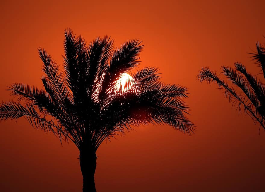 Sunset, Palm Tree, Nature, Dusk, Outdoors