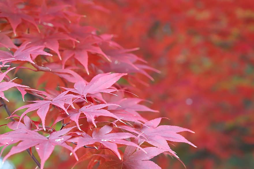 紅葉、秋、葉、自然、木、工場、素晴らしさ