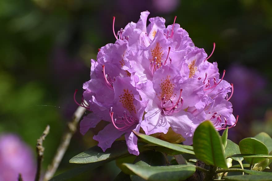 rhododendron, violet, fleur, Floraison