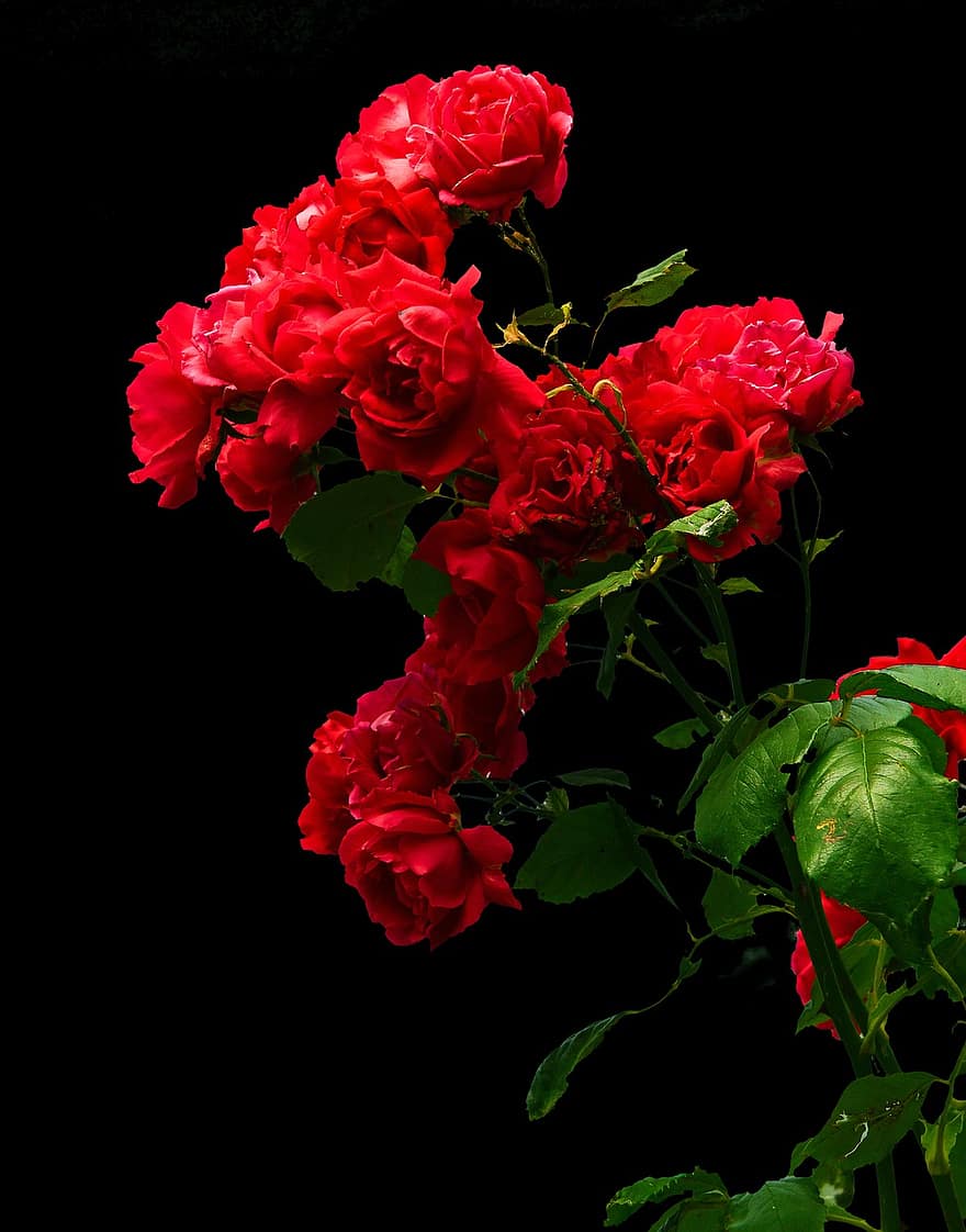 τριαντάφυλλα, λουλούδια φυτά, τριανταφυλλιές, τριαντάφυλλο άρωμα, αγκάθια, στελέχη, δώρο, κόκκινο τριαντάφυλλο, τριαντάφυλλο, Προσελκύστε έντομα, κομμένα λουλούδια