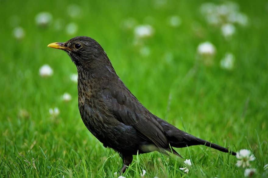 fælles blackbird, fugl, perched, dyr, fjerdragt, fjer, næb, regning, græs, ornitologi, dyr verden
