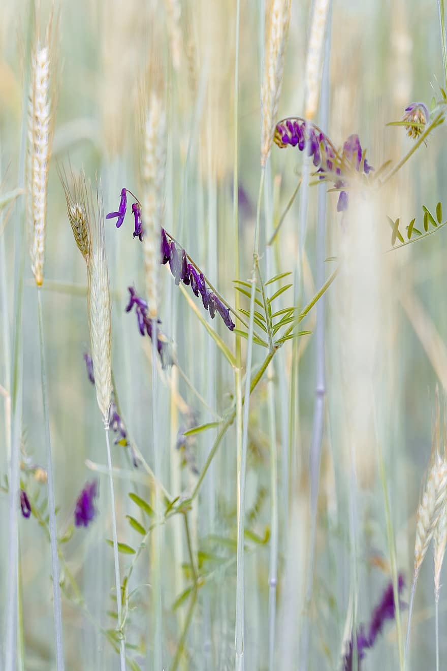 kukurūzų laukas, kvieciai, lauke, žiedas, žydi, violetinė, augalų, Iš arti, gėlė, žalia spalva, vasara