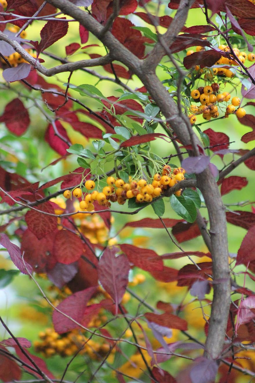 pohon, musim gugur, alam, beri, belukar, jatuh, daun, menanam, cabang, kuning, musim