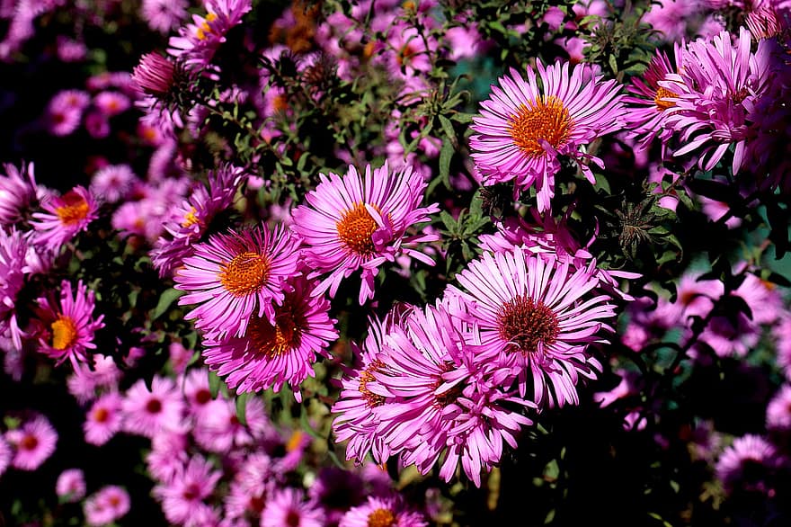 デイジー、フラワーズ、植物、ピンクの花、花びら、咲く、花、植物学、綺麗な、装飾的な、秋