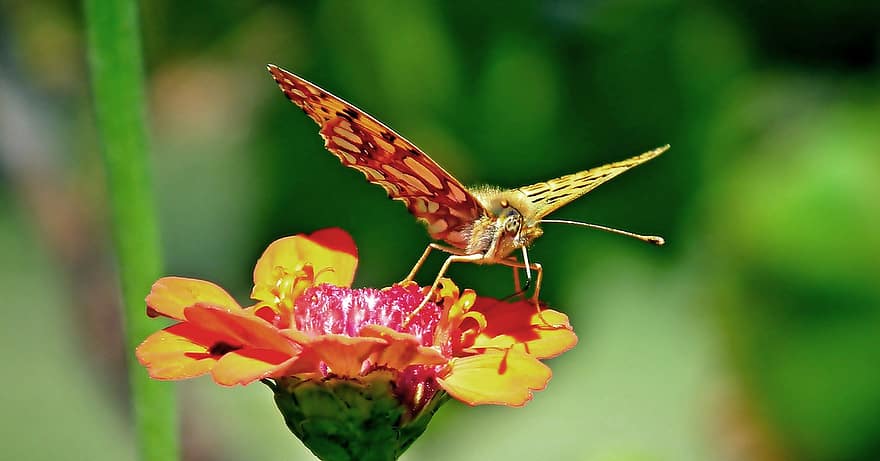 Butterfly, Insect, Flower, Zinnia, Plant, Ornamental Plant, Flowering Plant, Bloom, Blossom, Pollinator, Butterfly Pollination