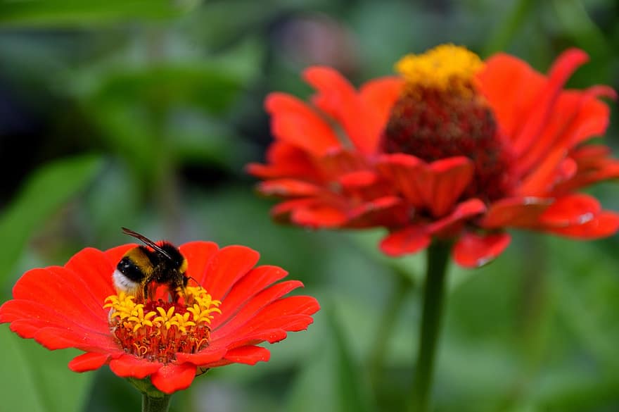 Hummel, Biene, Blume, Insekt, Bestäuber, Pflanze, Zinnie, rote Blume, roter Zinnie, Blütenblätter, blühende Pflanze