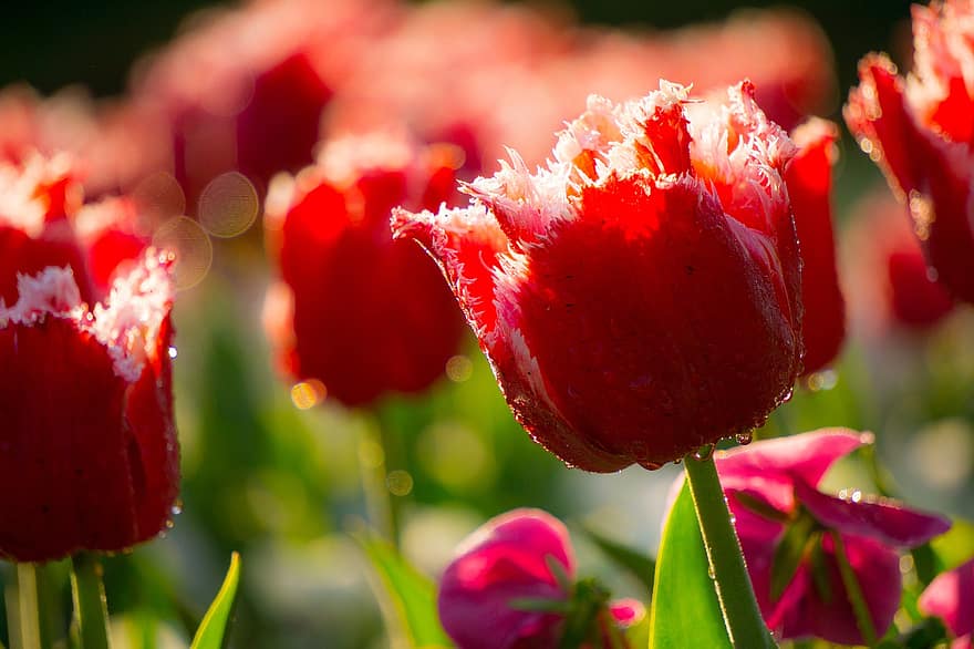 tulipes, flors, rosada, humit, gotes de rosada, gotes de pluja, tulipes amb franges, tulipes vermells, flors vermelles, pètals, florir