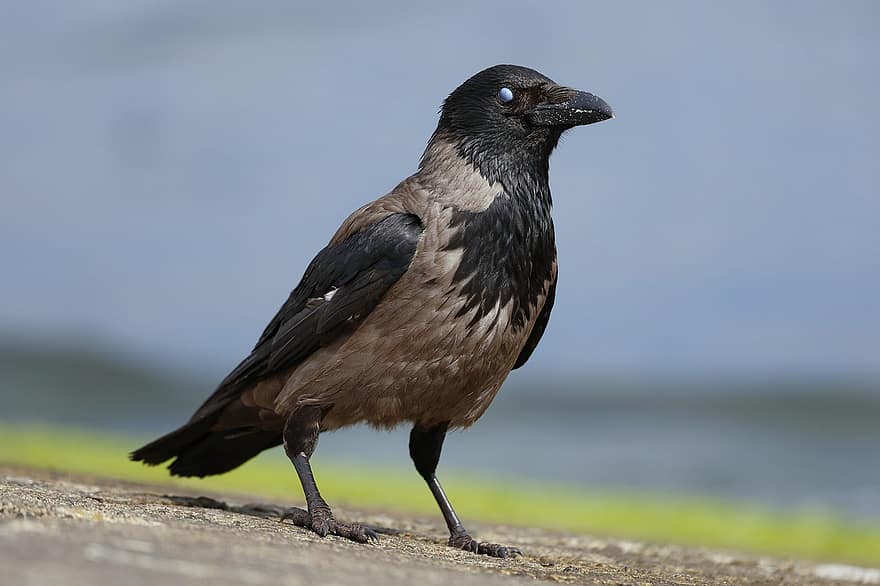 Hooded Crow, Bird, Corvus Cornix, Nictitating Membrane, Ornithology, Species, Fauna, Avian, beak, animals in the wild, feather