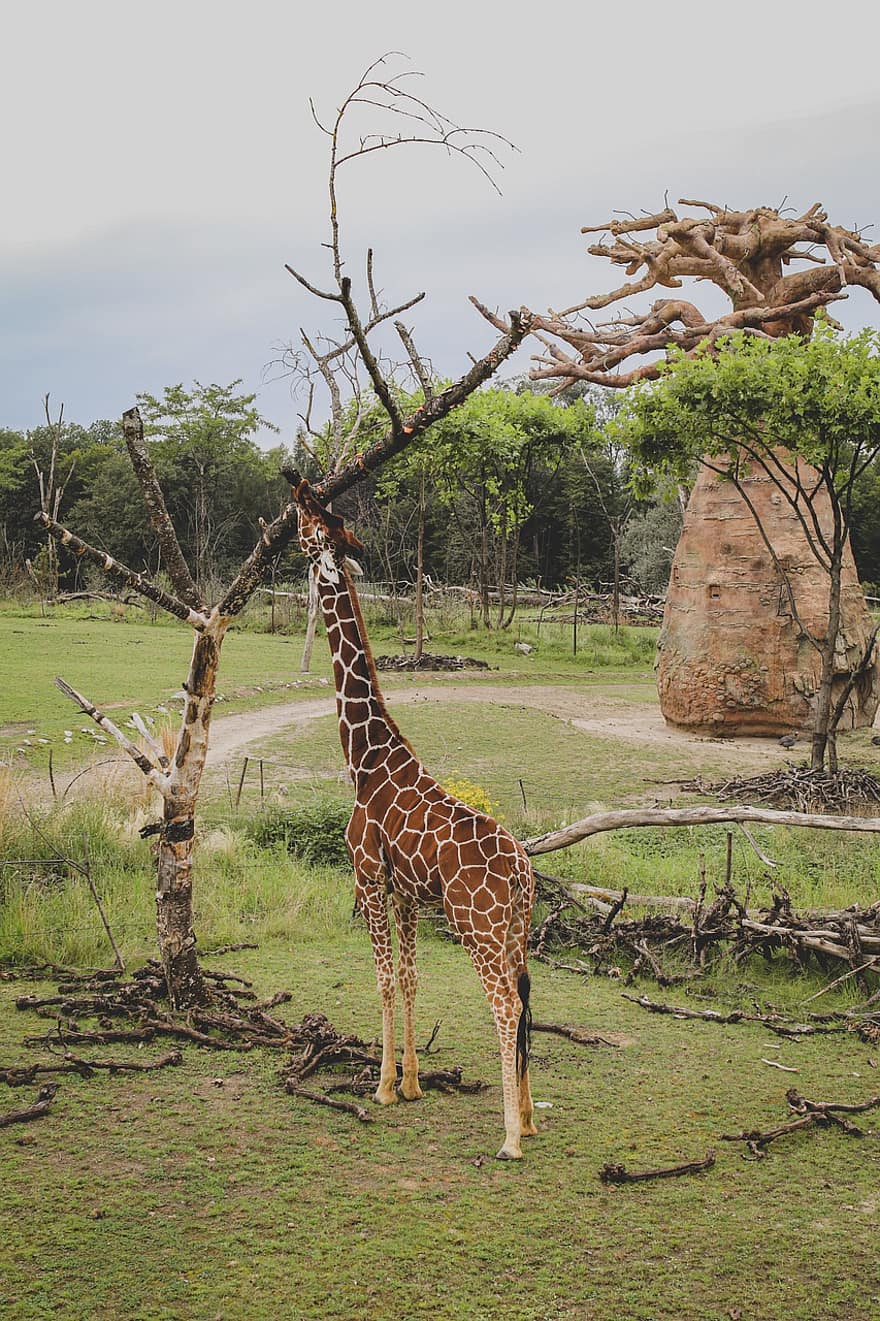 giraf, dyr, natur, dyreliv, pattedyr, safari, langhalset, langbenet, dyreliv fotografering, Afrika, savanne