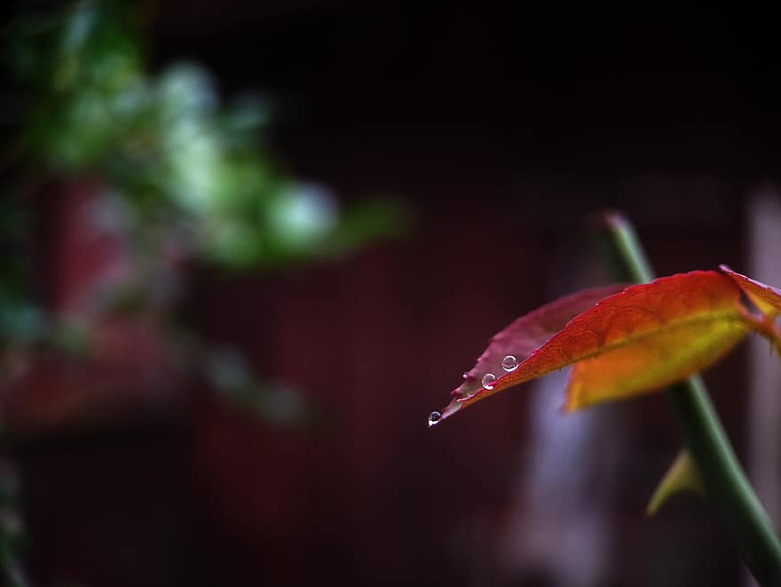 las hojas, hoja roja, gota de agua, agua, gotitas de agua, macro, lluvia, hoja, de cerca, otoño, planta