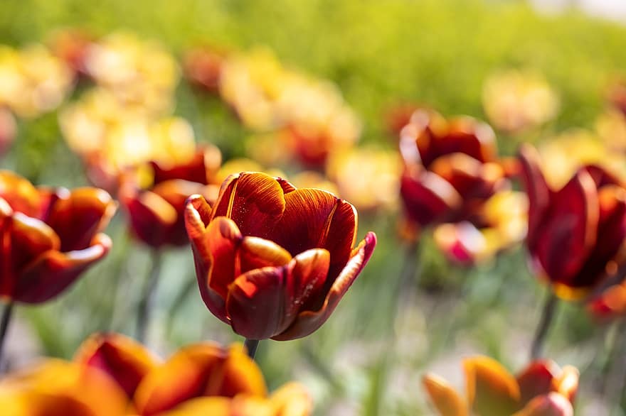 tulipaner, blomster, flora, botanikk, felt, eng, hage, blomstre, blomst, fargerik, vår
