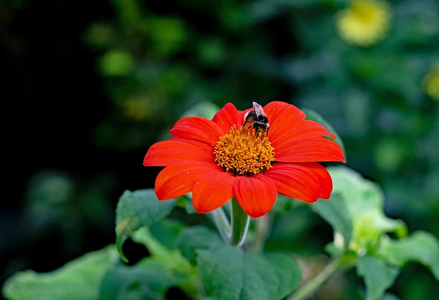 kwiat, pszczoła, zapylanie, owad, entomologia, kwitnąć, pyłek, Tithnia rotundifolia, meksykański słonecznik, trzmiel