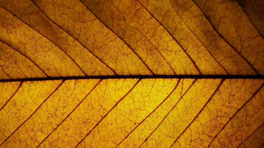 Yellow Leaf, Autumn, Leaf, Nature, Fall, yellow, plant, pattern, backgrounds, close-up, abstract