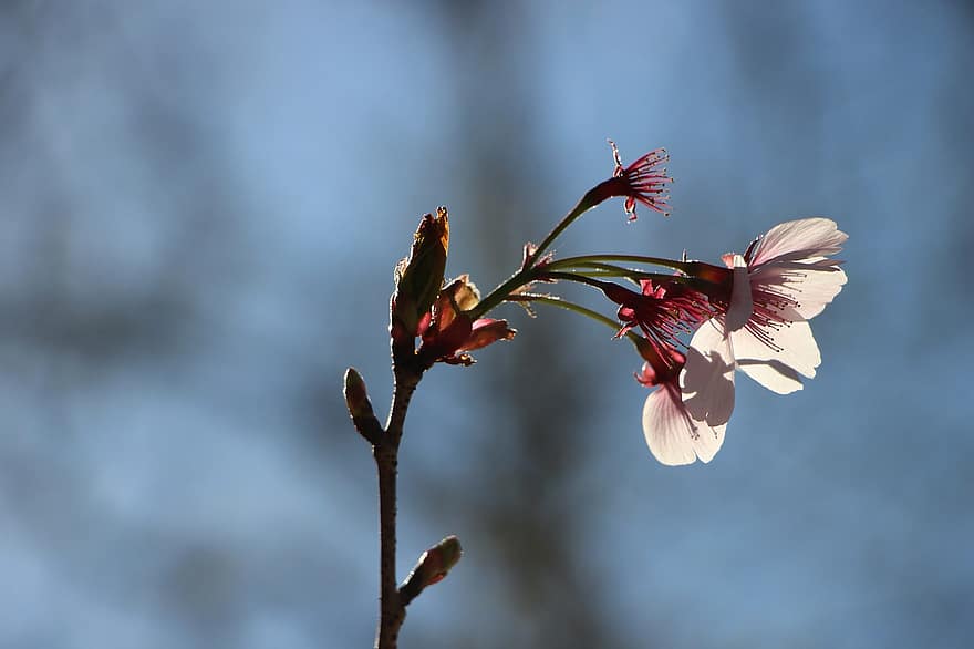 fiori, ramo, fiore di ciliegio, sakura, pianta, fioritura, fiorire