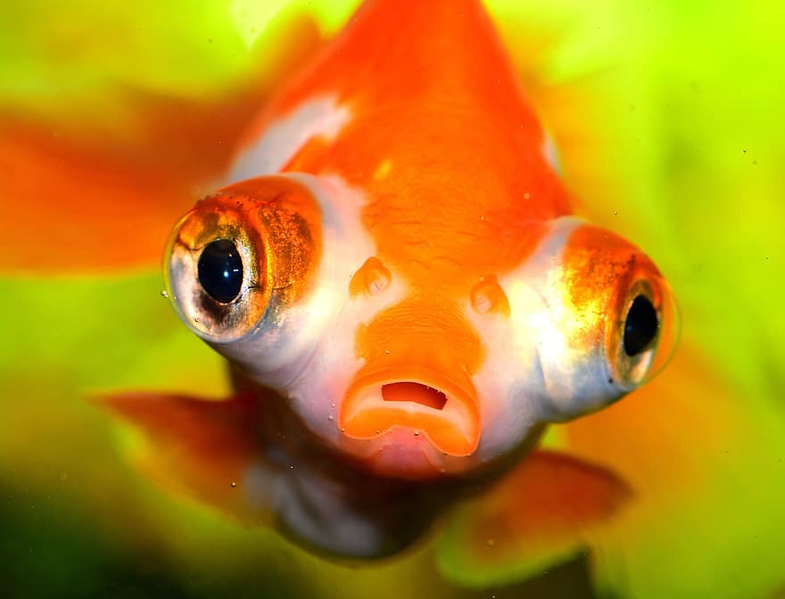 златна рибка, Телескопски очи, риба, carassius auratus, животно, аквариум