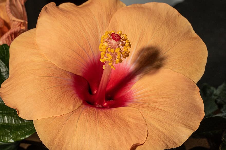 flor, hibisco, hawaiiblomst, macro, estame, Armadilha de Poeira, fechar-se, plantar, pétala, folha, cabeça de flor