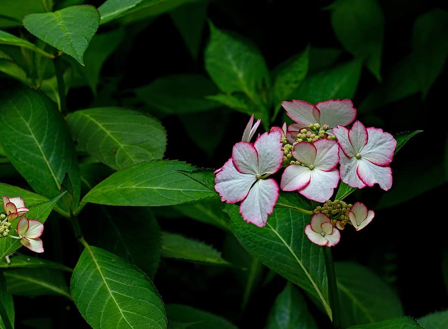 ortensia macrophylla, ortensia, giardino, fiori, infiorescenza, petali, Bianco con bordo rosso, estate