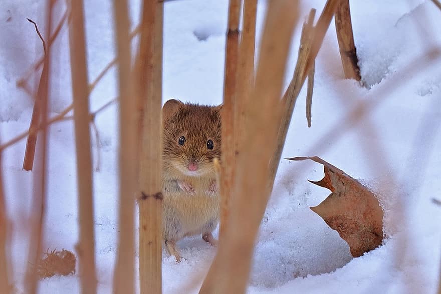 Wood Mouse, Snow, Winter, Nature, Cold
