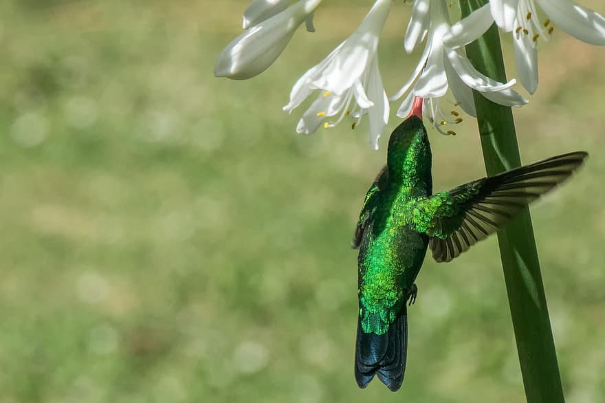 colibrí, pájaro, animal, pajaro verde, las flores, agapantos, Flores blancas, alas, plumaje, fauna silvestre, naturaleza