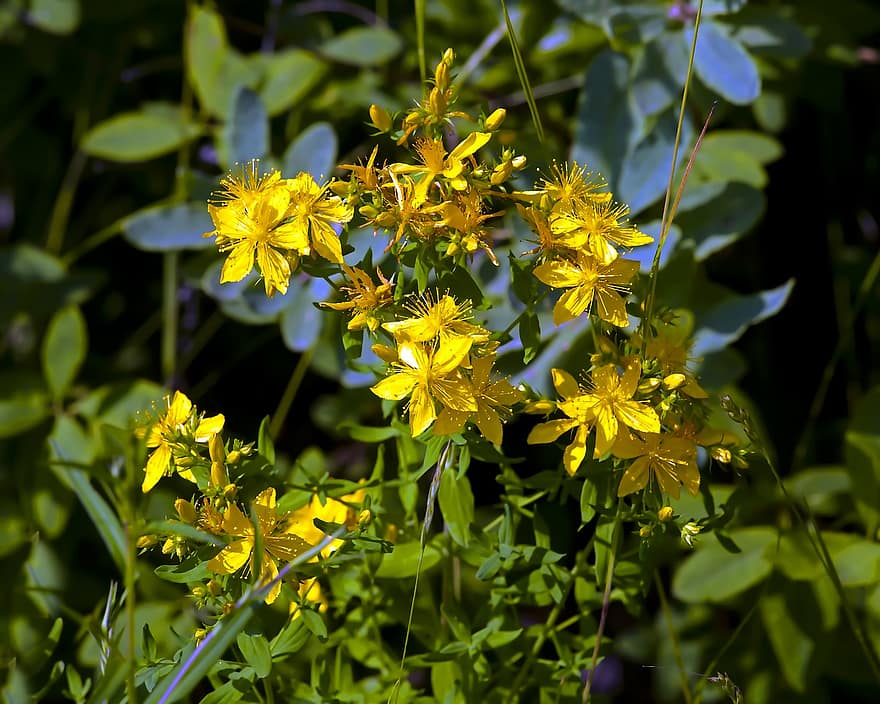 жълт кантарион, цветя, жълти цветя, листенца, жълти венчелистчета, разцвет, цвят, флора, диви цветя, природа, жълт