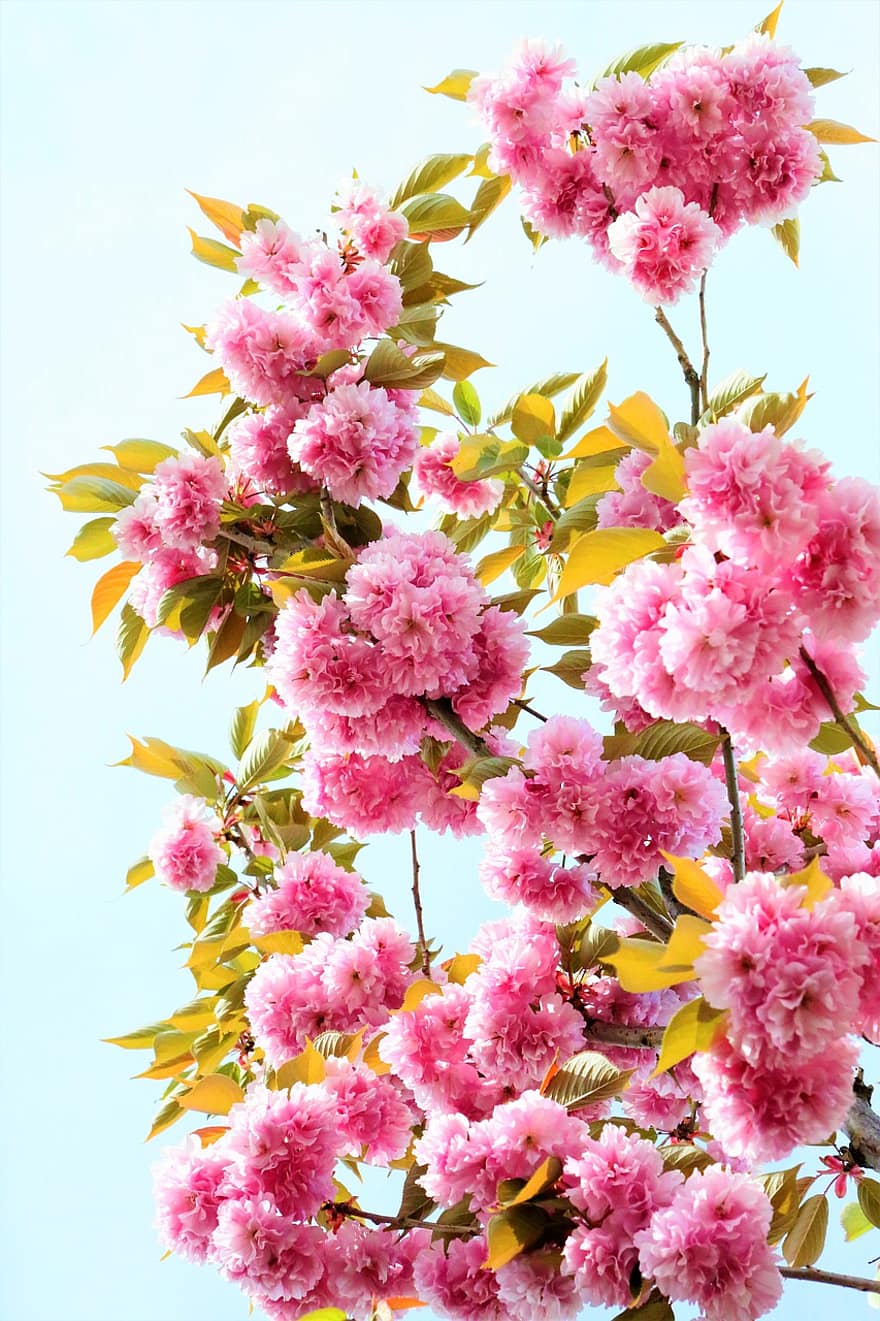 flors, sakura, Flors de cirerer, primavera, flors de cirerer japonès, flors de color rosa, arbre