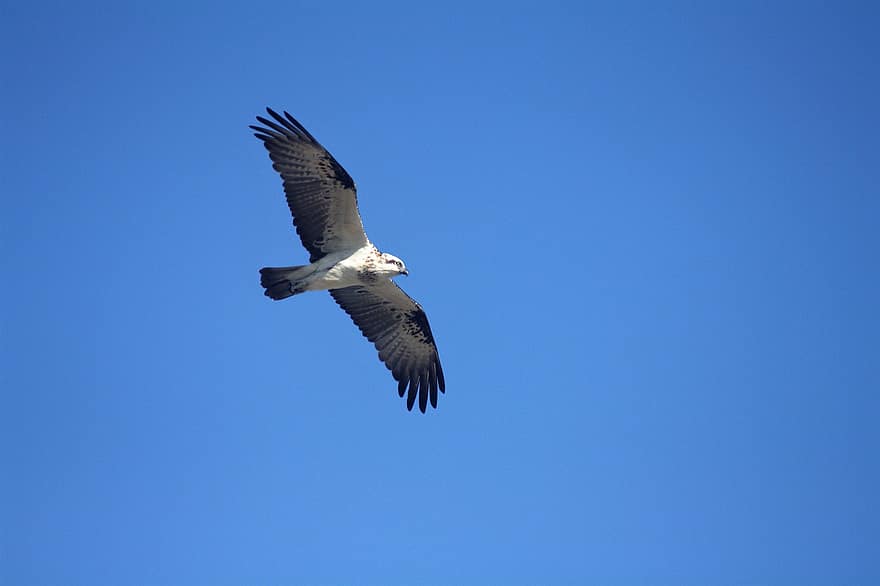 alb vultur de mare, pasăre, vultur, zbor, planare, cer albastru, animale sălbatice