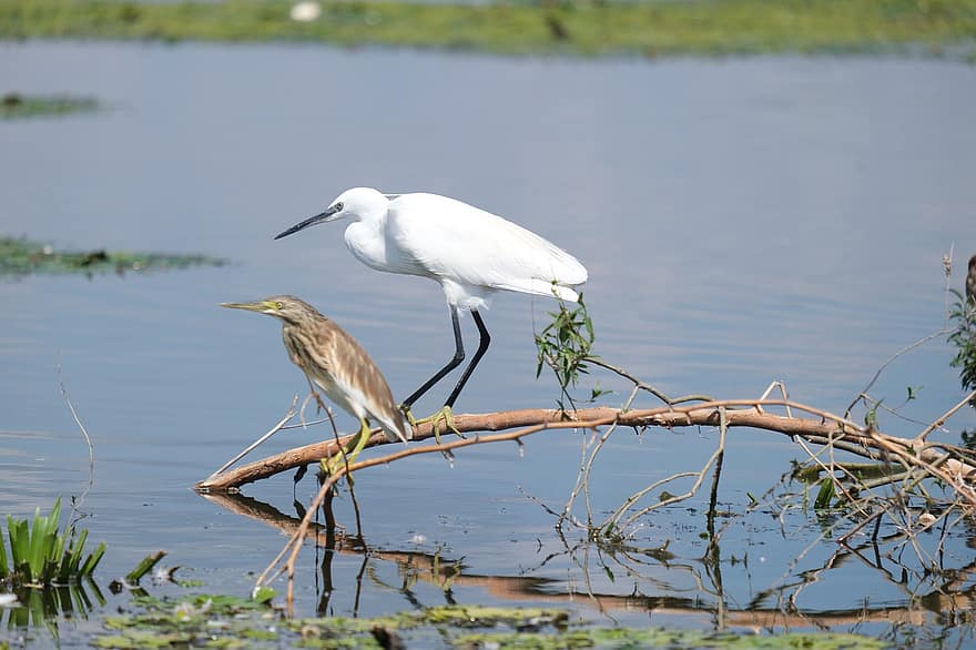 burung, kuntul, cabang, rawa, danau, kolam, batu, mengamati burung, konservasi, danube delta, ekologi