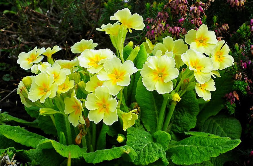 primrose, bunga-bunga, tanaman, primula, kelopak, bunga kuning, berkembang, mekar, maju, alam, taman