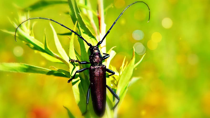 mistreț de mosc, longhorn beetle, gândac, insectă, natură, biologie, entomologie, a închide, macro, Culoarea verde, frunze