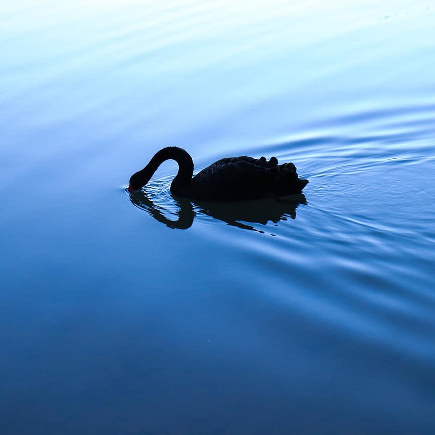 البجعة السوداء ، بحيرة ، الشفق ، ساعة زرقاء ، بجعة ، طائر ، الطيور المائية ، طائر الماء ، طائر مائي ، حيوان ، طبيعة