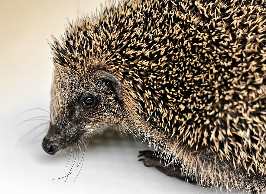 Hedgehog, Spur, Young, Baby