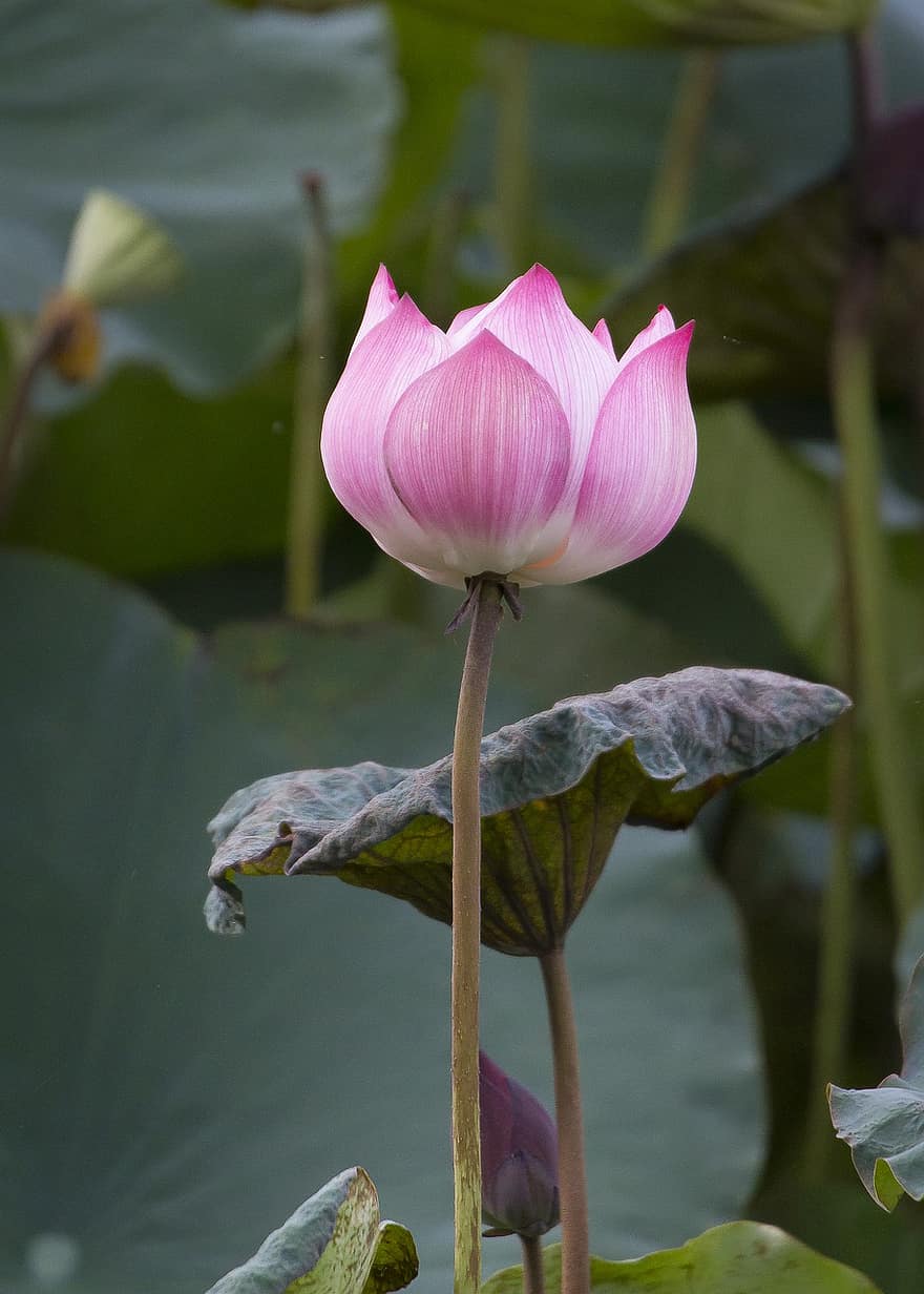 Lotus, Blume, Pflanze, Blatt, Seerose, pinke Blume, Lotus Blume, Lotus blatt, blühen, Wasserpflanze, Flora