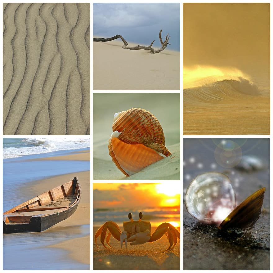 Strand, hav, collage, ferier, sør, blåskjell, shell, krabbe, sandstrand, bølge, sand
