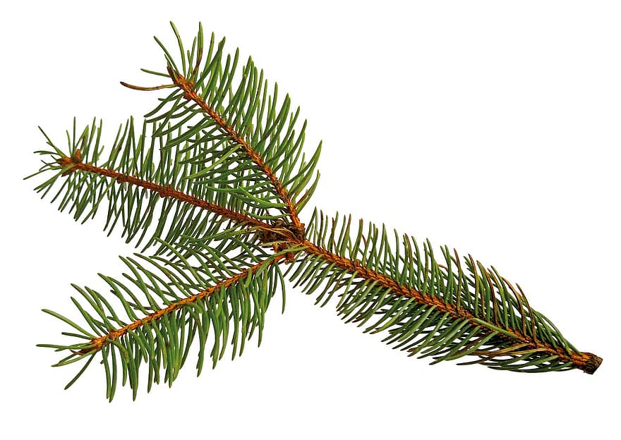 Spruce, Branch, Twig, Needles, Conifer