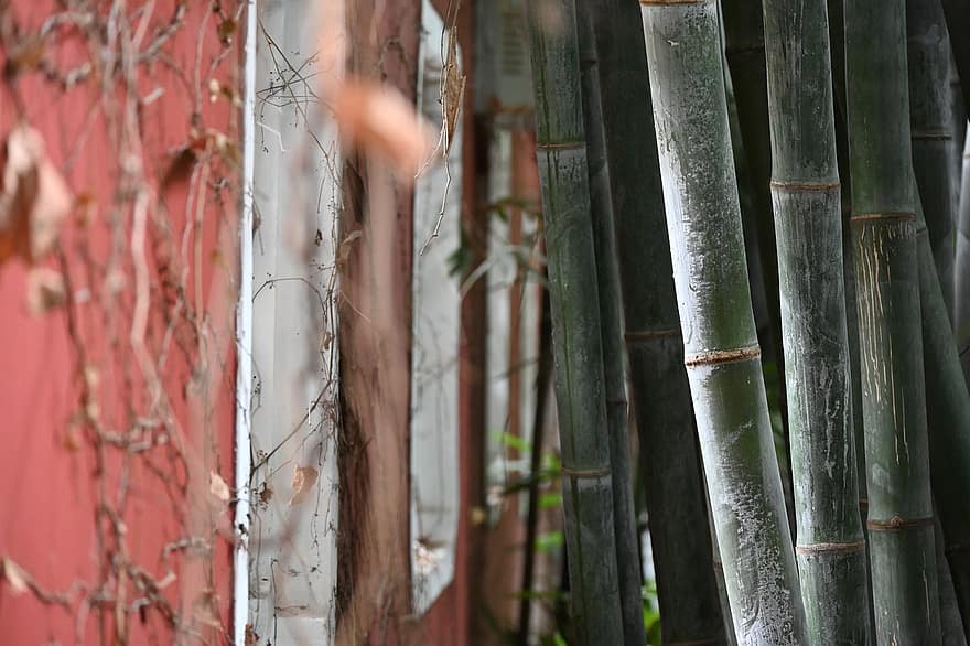 forêt, bambou, foret de bambou, feuille, plante, fermer, arrière-plans, arbre, branche, croissance, couleur verte