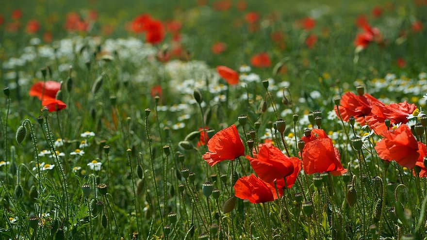 Poppies, Common Poppy, Field, Meadow, Red Flowers