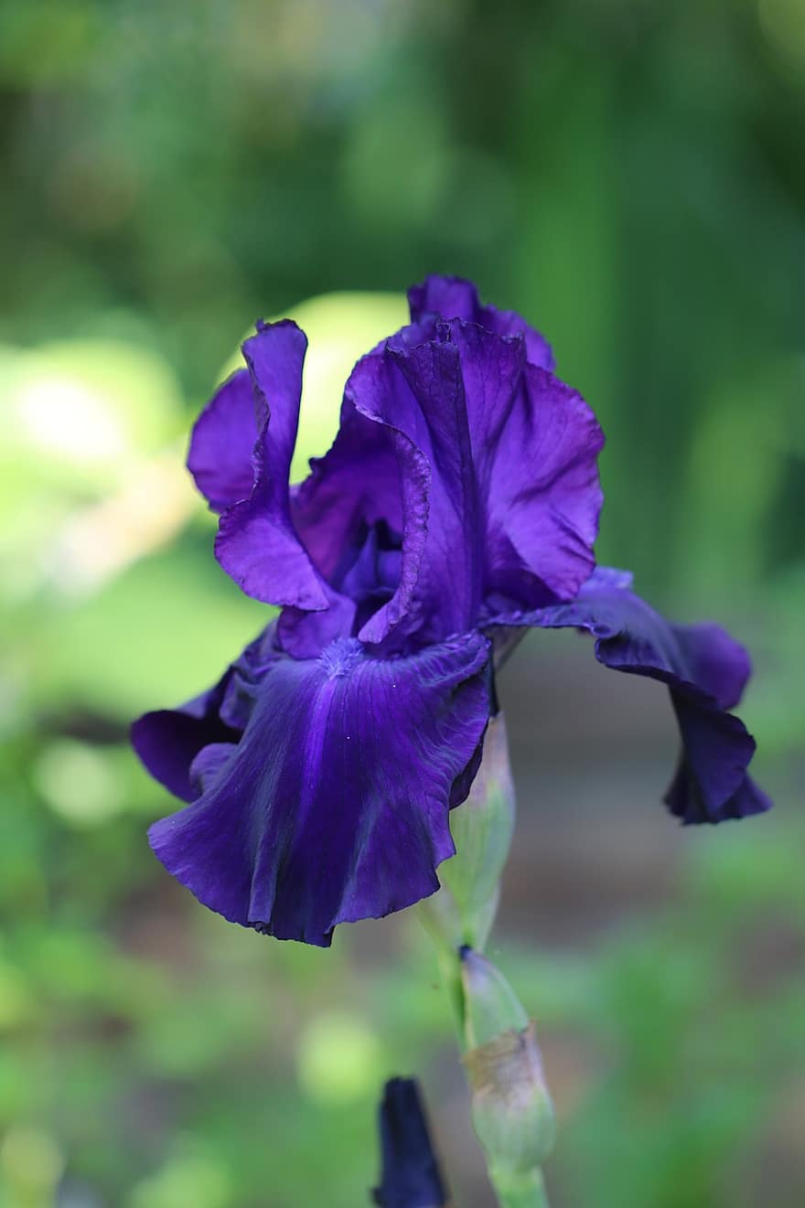 flor, pètals, iris, bombeta, violeta