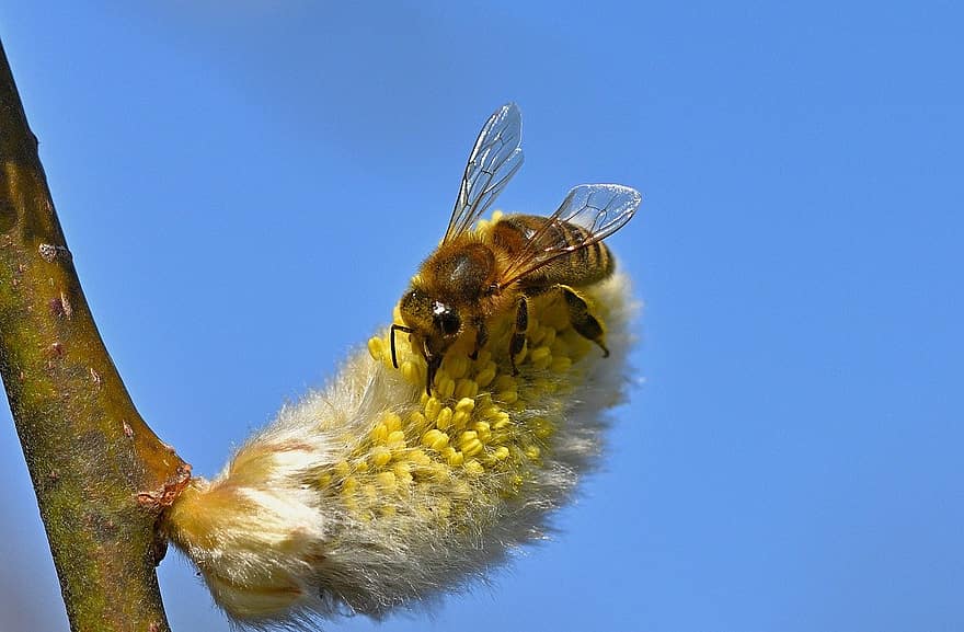 ミツバチ、蜂、昆虫、花、キャットキン、受粉、花粉、蜜、花びら、工場、庭園