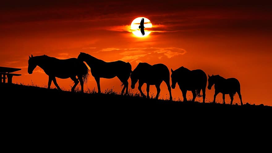 puesta de sol, caballos, siluetas, cielo naranja, pájaro, Ave volando, cielo, naranja, rancho, pradera, naturaleza